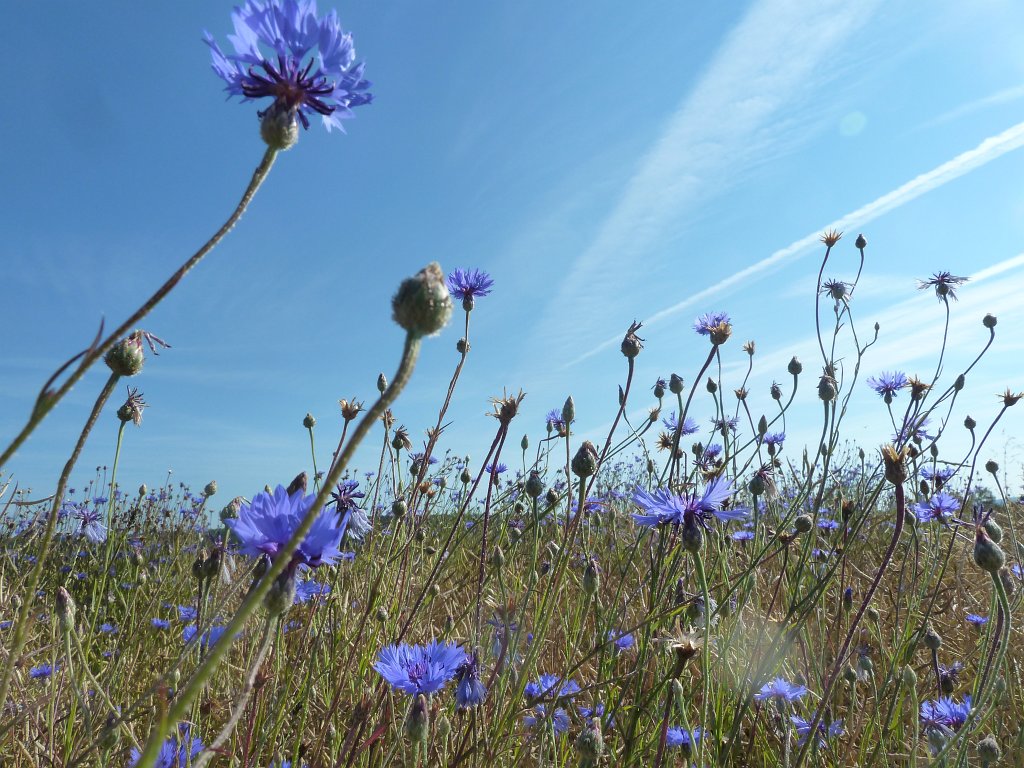 P1120703.JPG -  Cornflowers  ( Kornblumen )