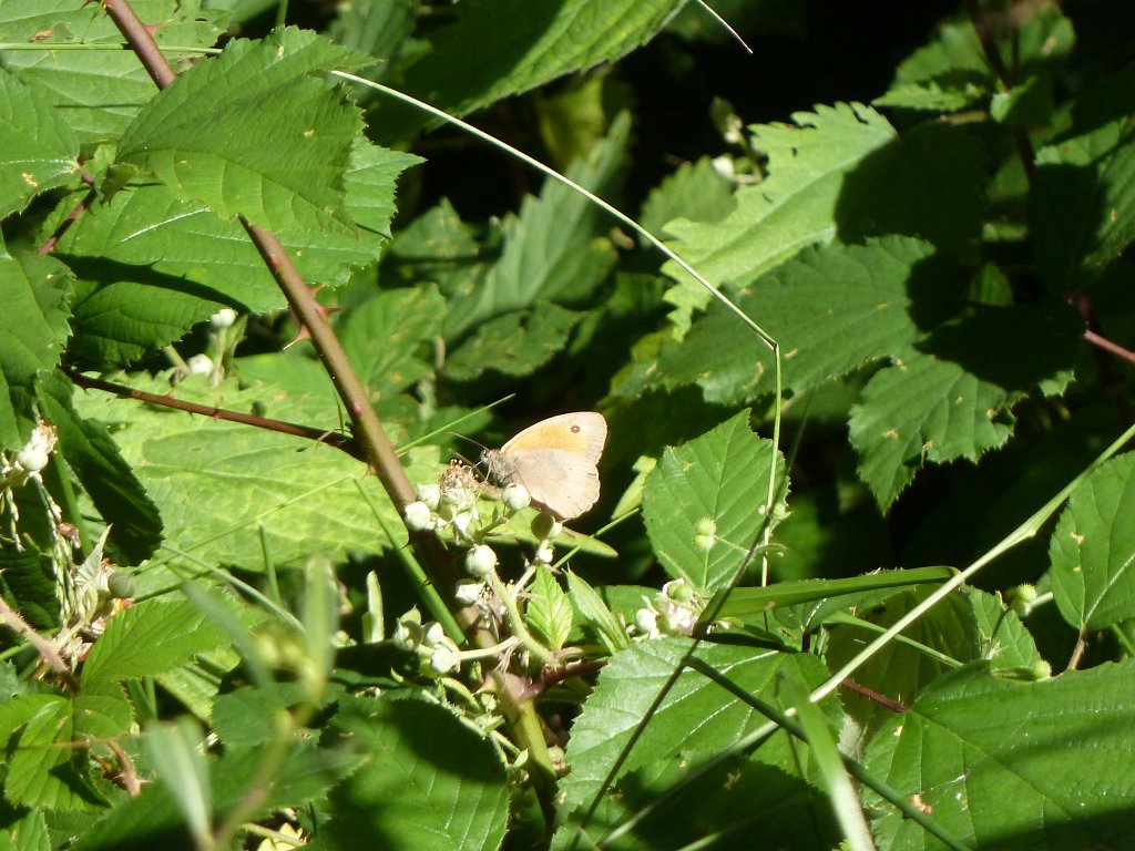 P1120718.JPG - Butterfly (Schmetterling)
