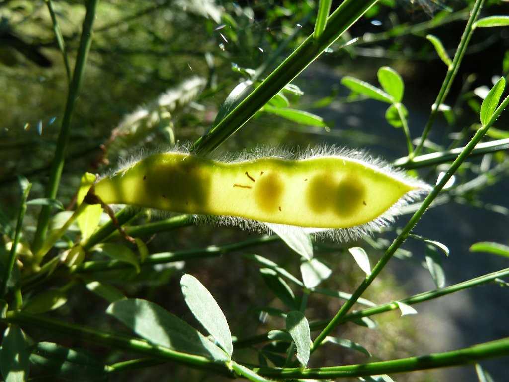 P1120719.JPG - Hülsenfrucht