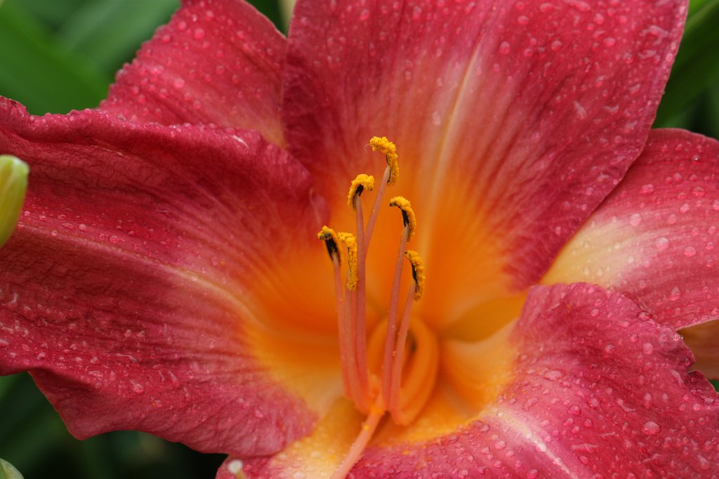 IMG_2141.JPG - Flower at Toronto Music Garden