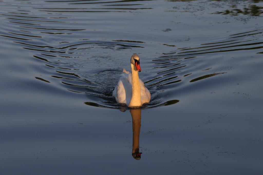 IMG_2216.JPG -  Swan 