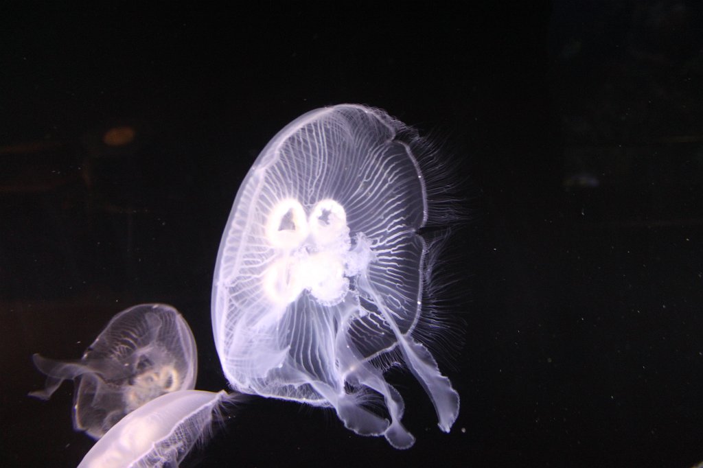 IMG_2487.JPG - Jellyfish