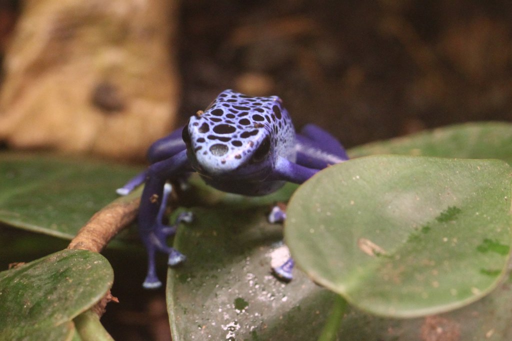 IMG_2523.JPG - Blue frog