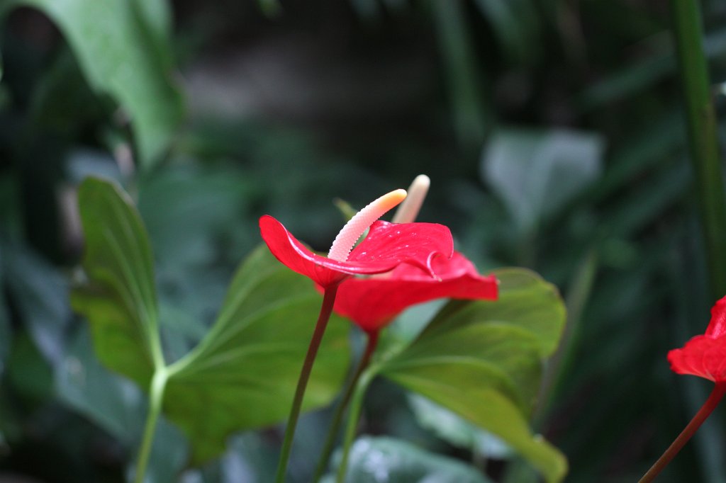 IMG_2528.JPG - Flower in Toronto Zoo