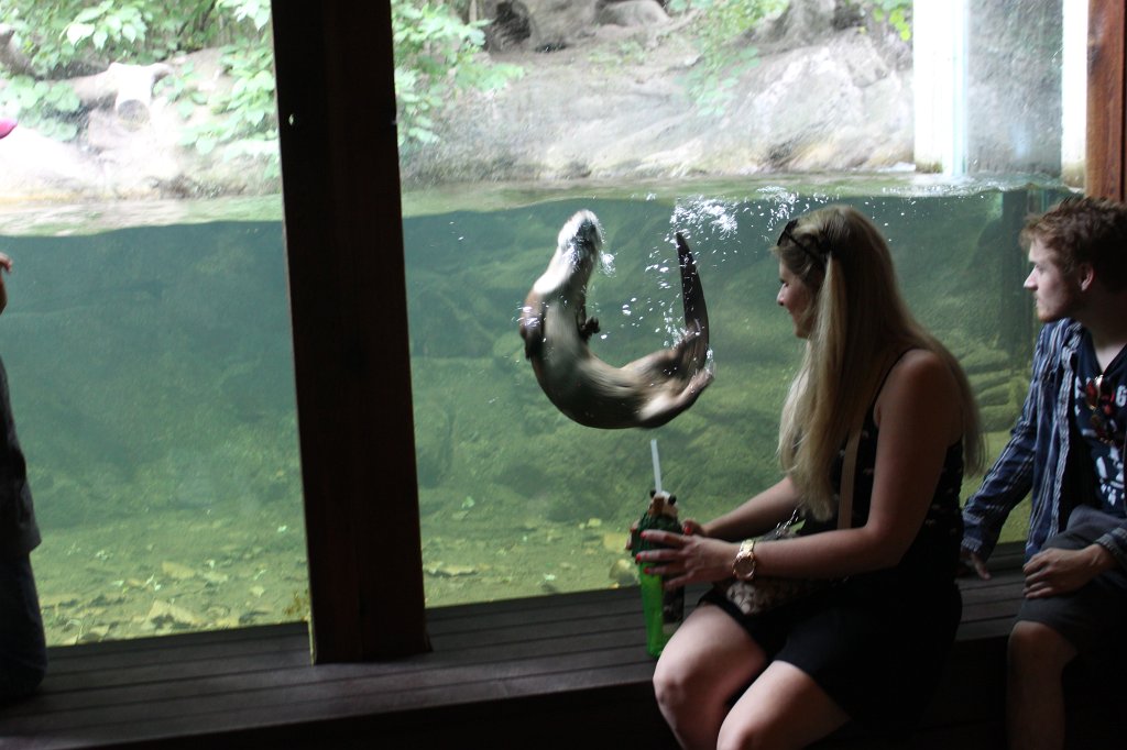 IMG_2530.JPG -  Otter 