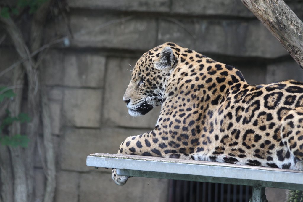 IMG_2560.JPG -  Jaguar 