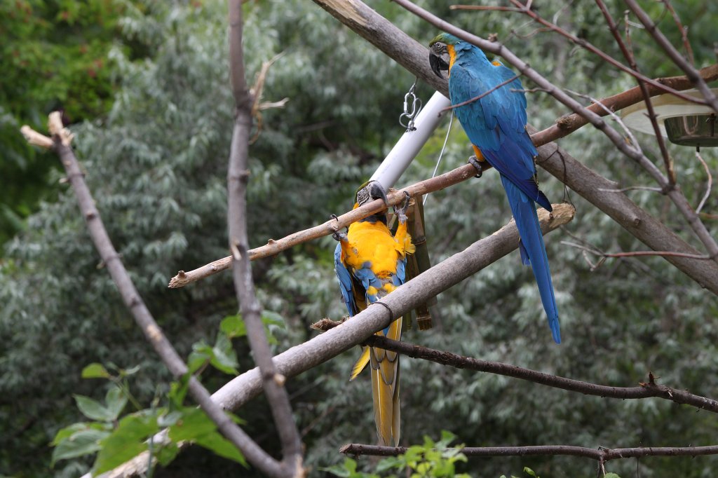 IMG_2577.JPG -  Parrot 