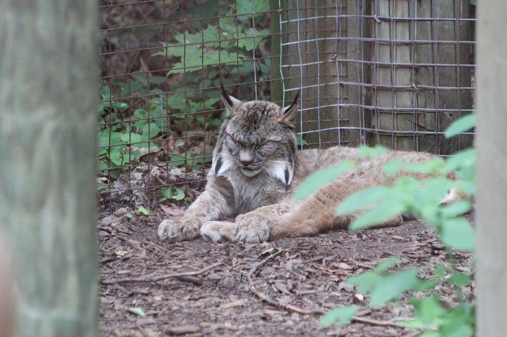 IMG_2587.JPG -  Canada Lynx 