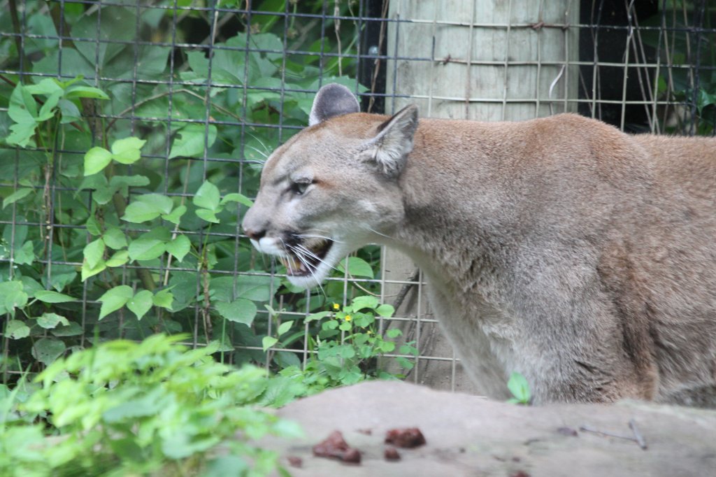 IMG_2604.JPG -  Cougar 