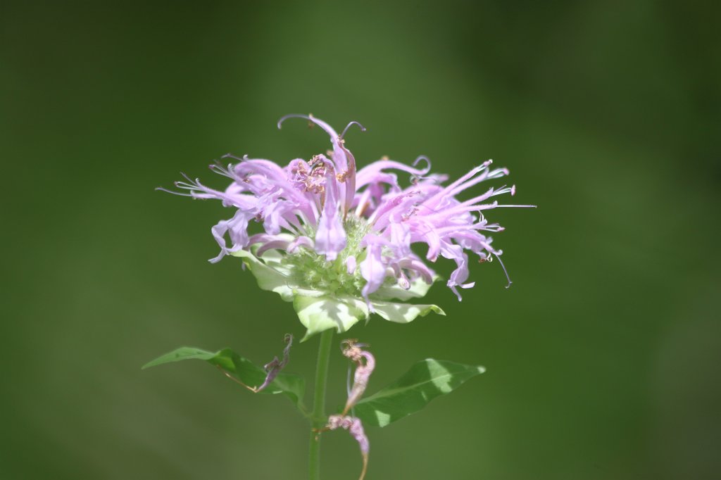 IMG_2619.JPG - Flower in Toronto Zoo
