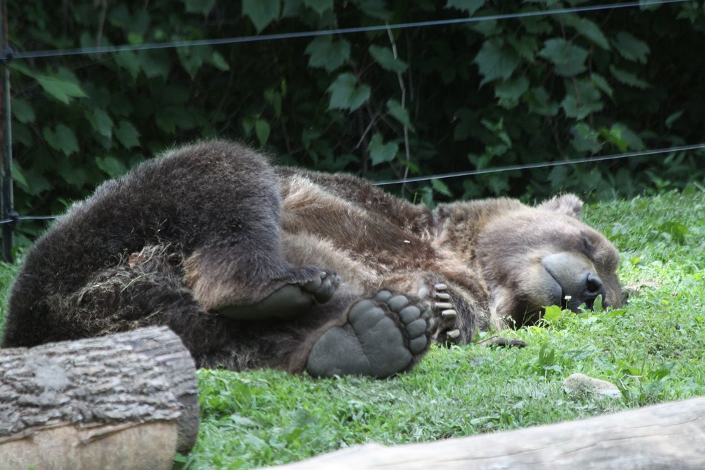 IMG_2622.JPG -  Grizzly bear 