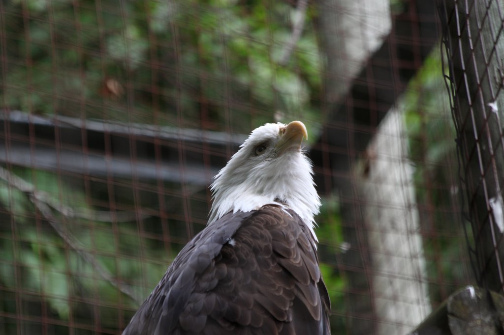 IMG_2633.JPG -  Bald eagle 