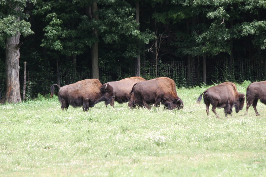 IMG_2644.JPG -  Bisons 