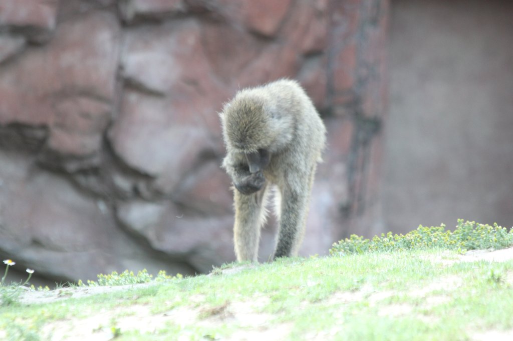 IMG_2668.JPG -  Olive baboon 