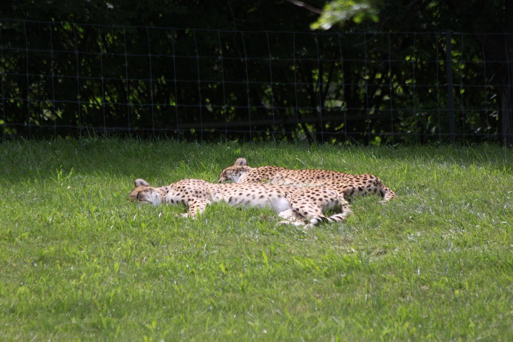 IMG_2672.JPG -  Cheetahs 