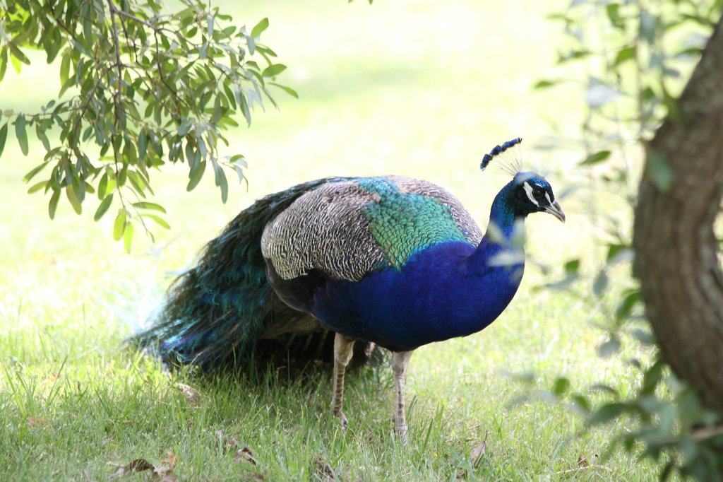 IMG_2686.JPG -  Indian peafowl 