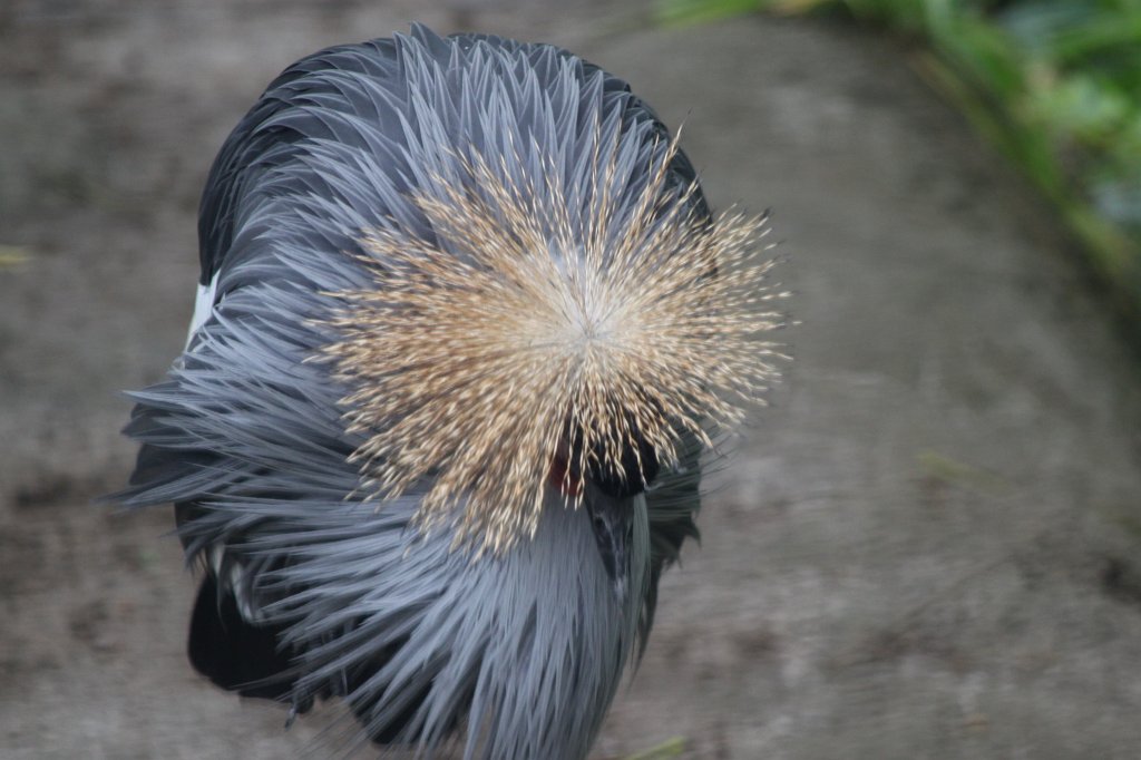 IMG_2713.JPG -  Grey-necked crowned crane 