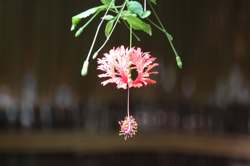 IMG_2719.JPG - Flower in Toronto Zoo