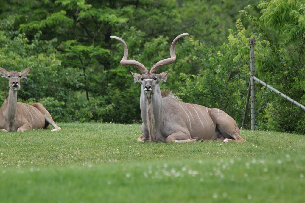 IMG_2724.JPG -  Greater kudu 