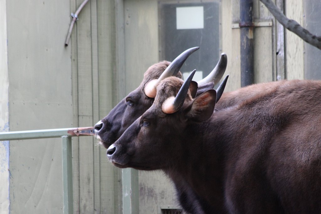 IMG_2757.JPG -  Gaur 