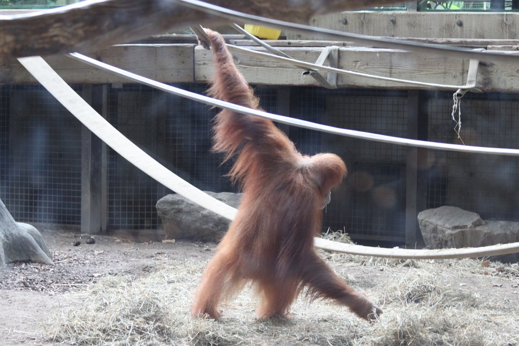 IMG_2766.JPG -  Orangutan 
