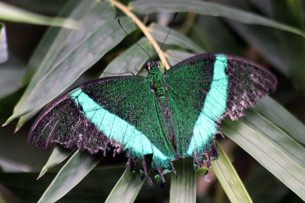 IMG_2784_c.jpg - Butterfly