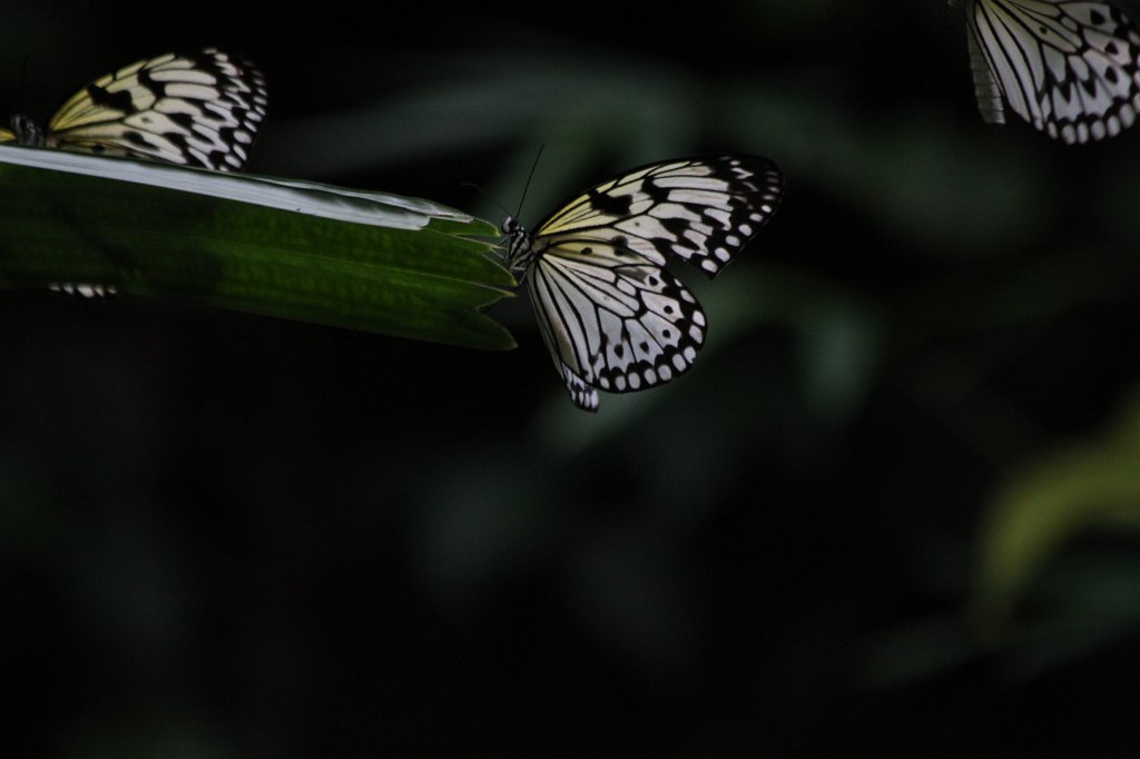 IMG_2795.JPG - Butterfly