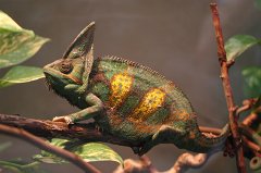 Chameleon
