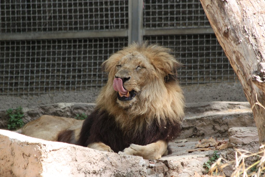 IMG_3463.JPG -  Lion  licking