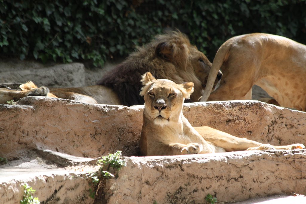 IMG_3468.JPG -  Lions 