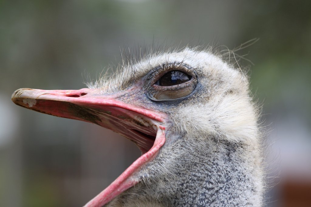 IMG_3572.JPG -  Ostrich 