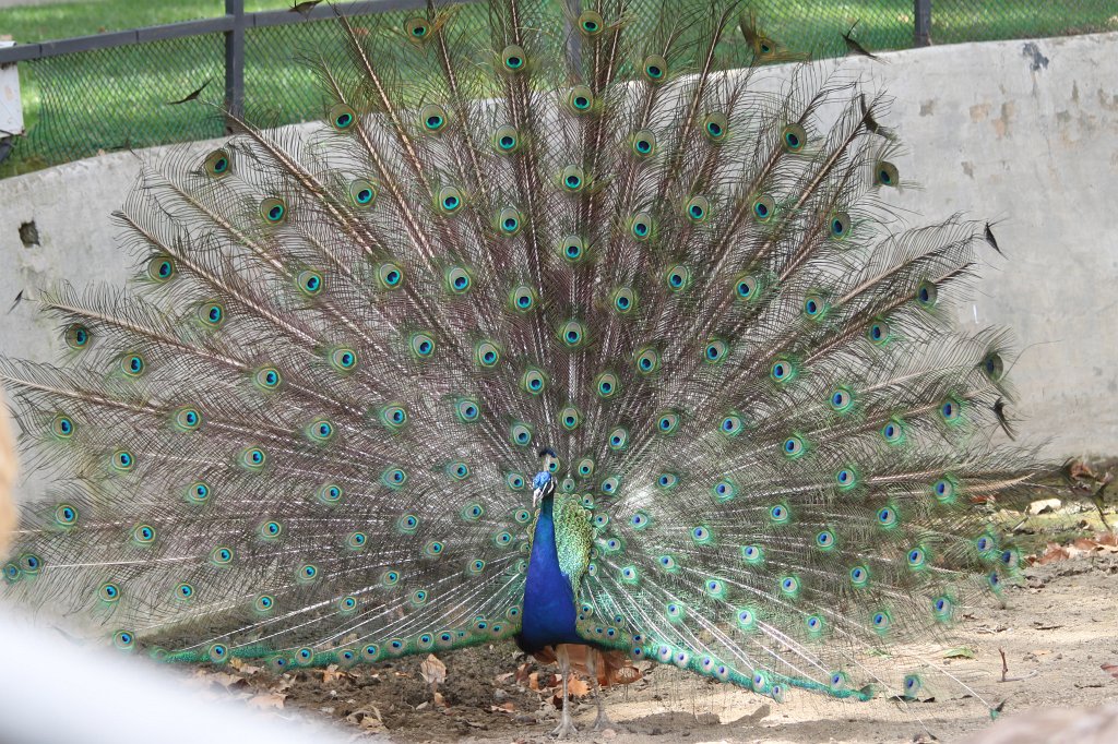 IMG_3578_c.jpg -  Indian peafowl 