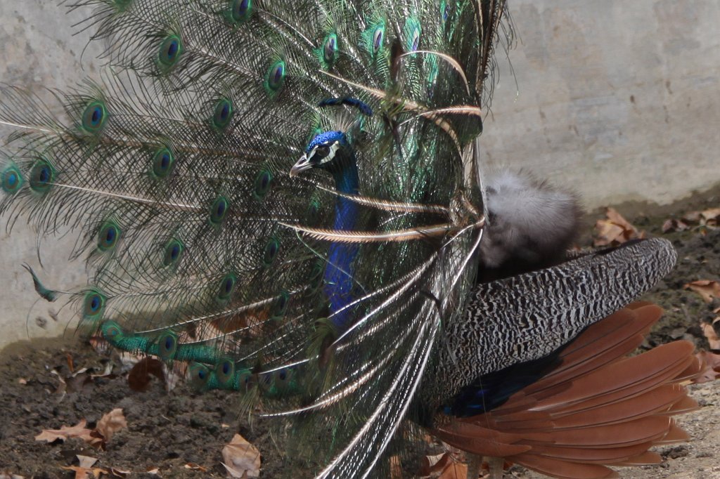 IMG_3580_c.jpg -  Indian peafowl 