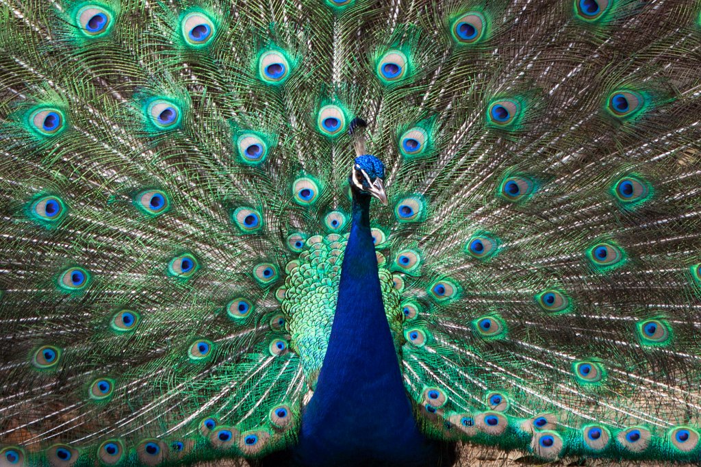 IMG_3594_c2.jpg -  Indian peafowl 