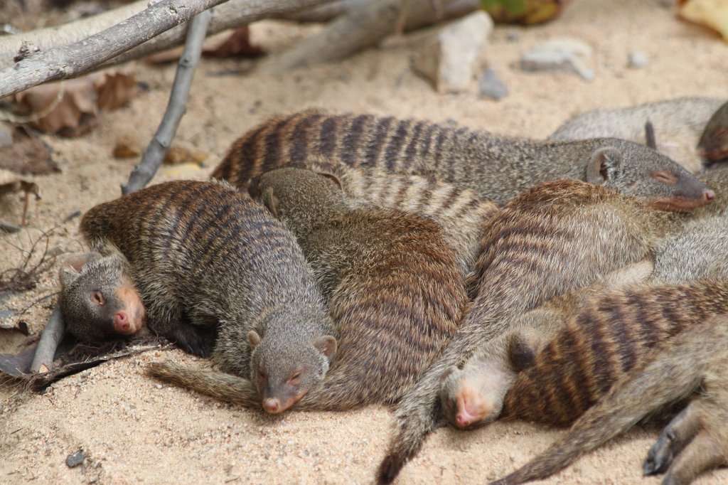 IMG_3606.JPG -  Banded mongoose 