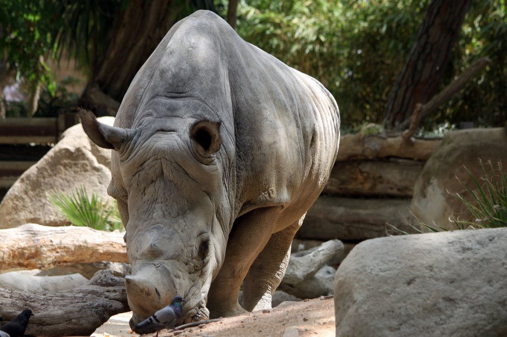 IMG_3649_c.jpg -  White rhinoceros 