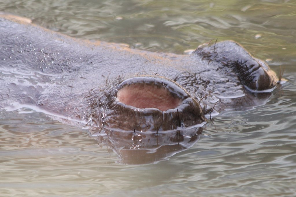 IMG_3657_c.jpg -  Hippo 