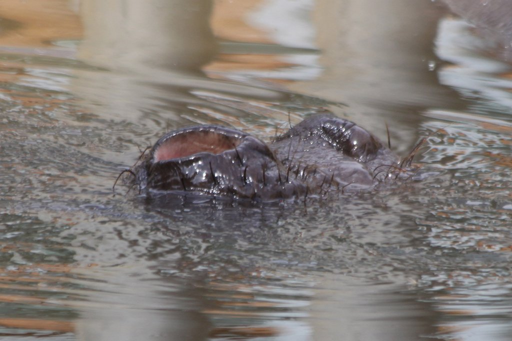 IMG_3662_c.jpg -  Hippo 