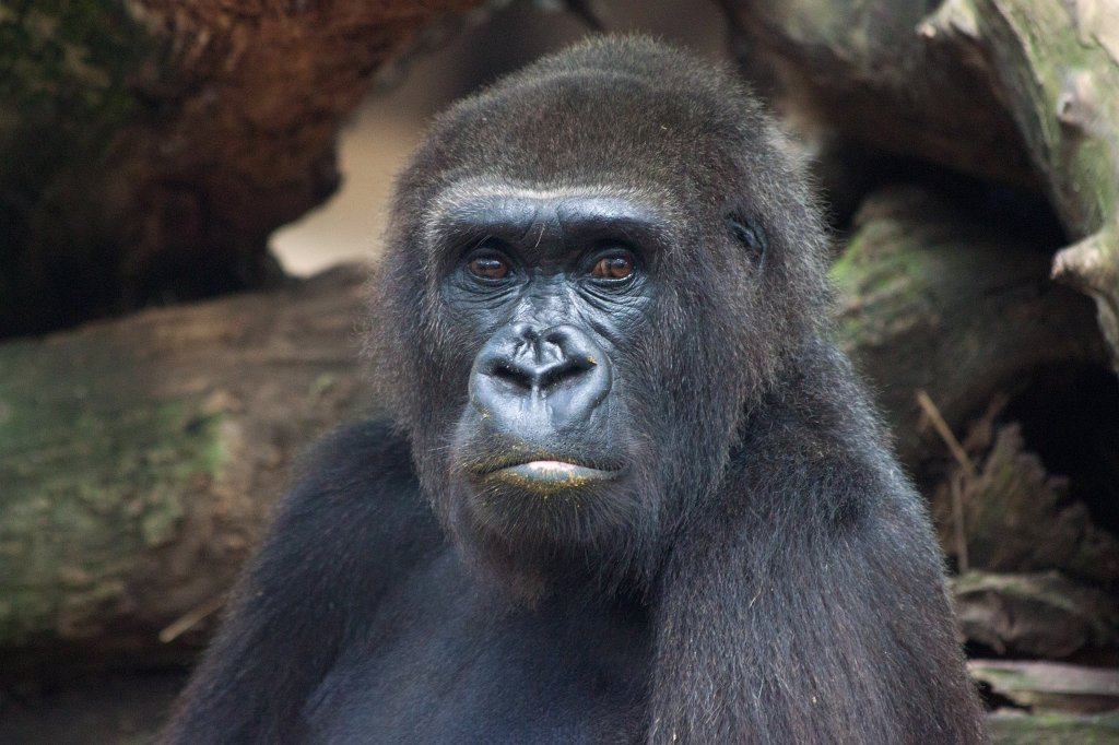 IMG_3690_c.jpg -  Gorilla 