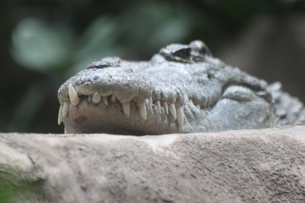 IMG_3707.JPG - Crocodile