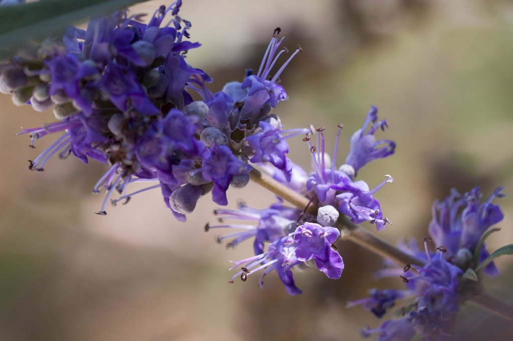 IMG_4523_c.jpg -  Chaste Tree 