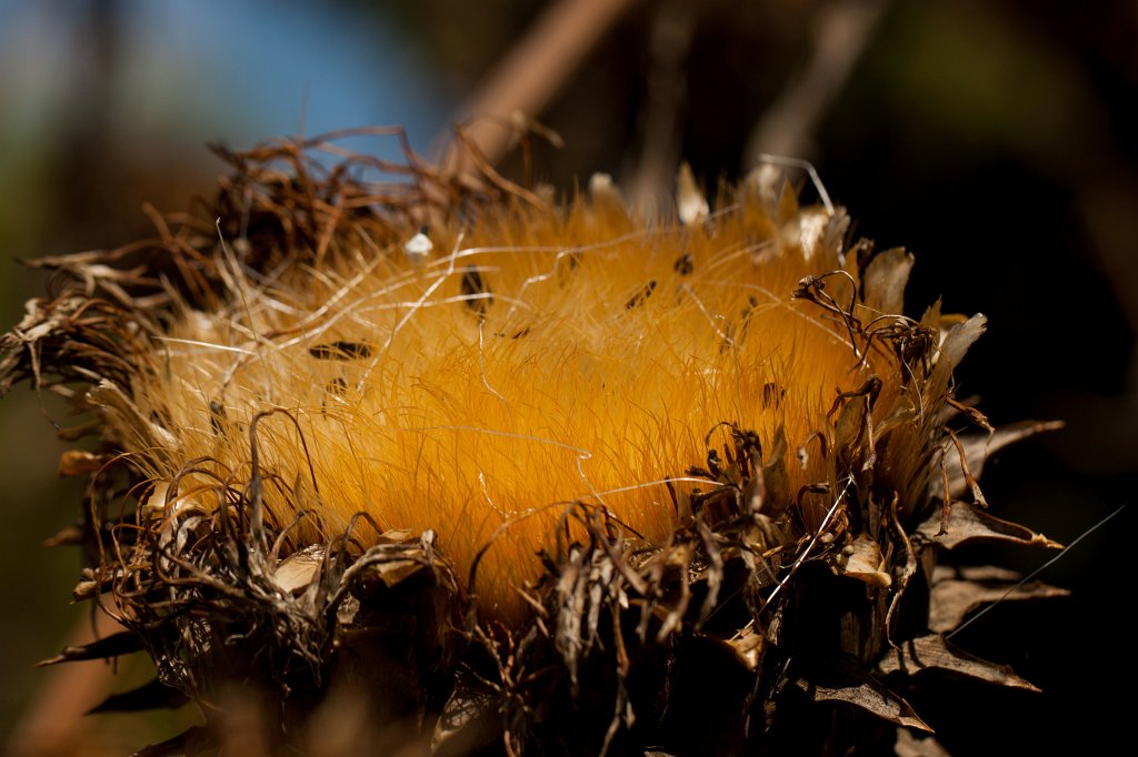 IMG_4537_c.jpg -  Artichoke thistle 
