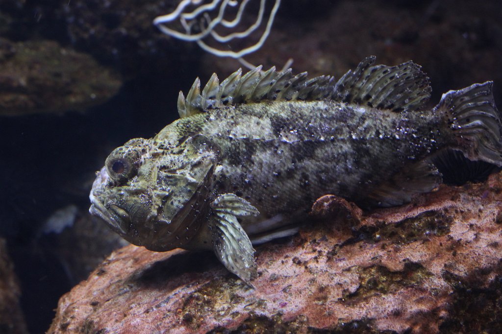 IMG_4991.JPG -  Black scorpionfish 