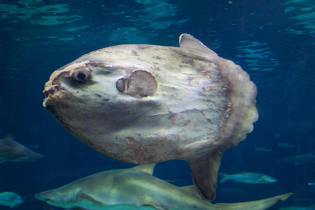 IMG_5101_c.jpg -  Ocean sunfish  -  Aquarium Barcelona 