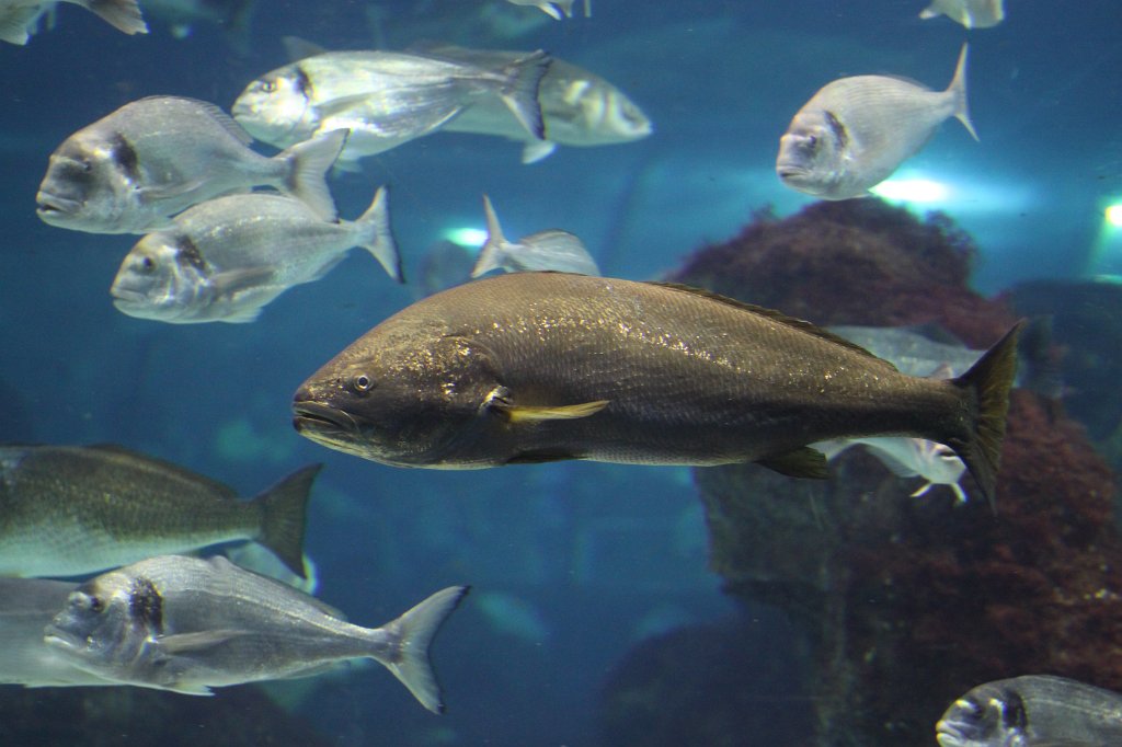 IMG_5124.JPG -  Aquarium Barcelona 