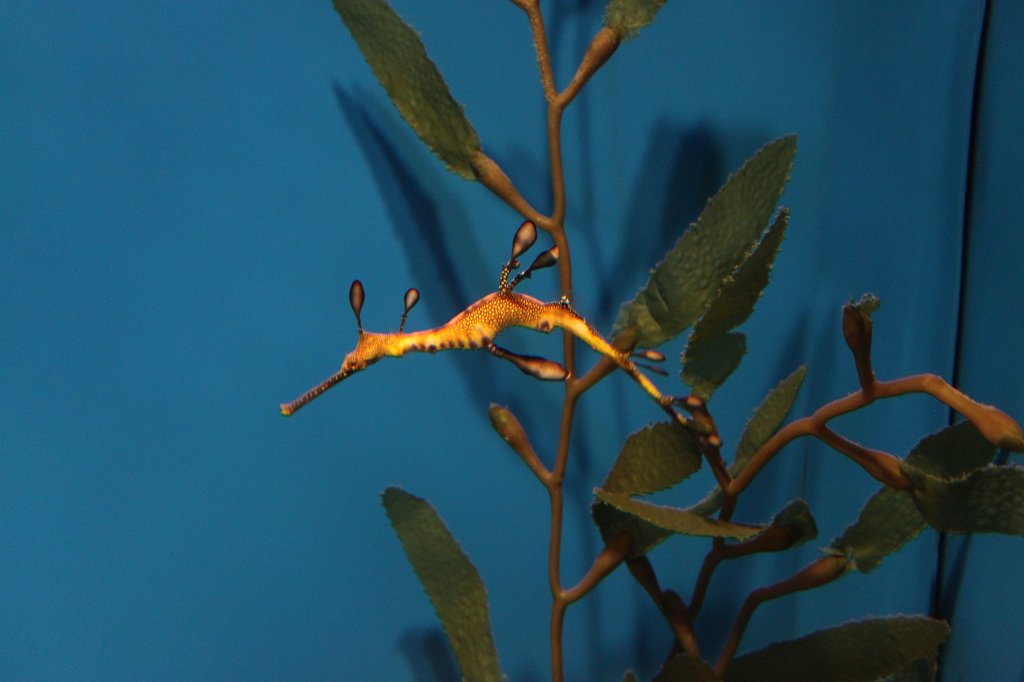 IMG_5164.JPG - Seadragon -  Aquarium Barcelona 