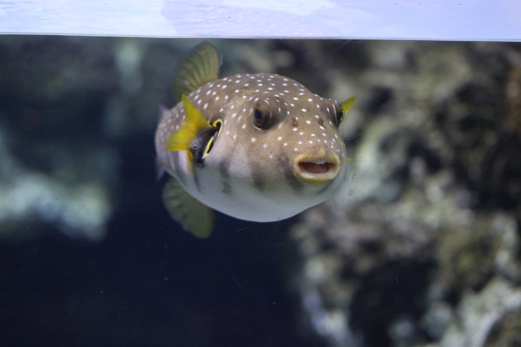 IMG_5170.JPG -  White-spotted puffer 