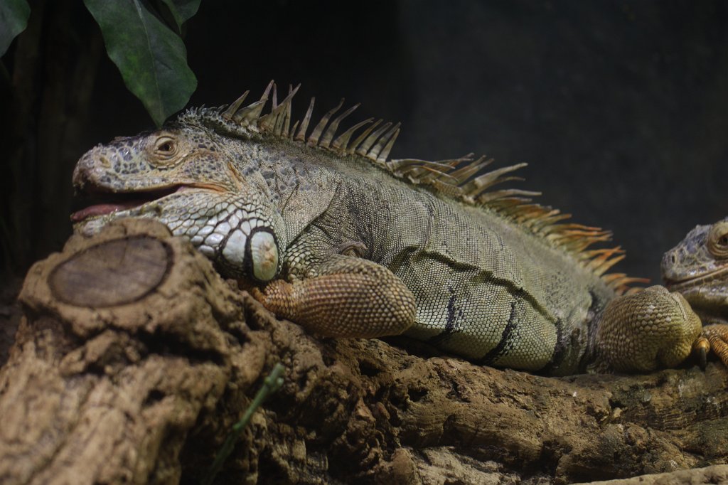 IMG_5181.JPG -  Iguana 