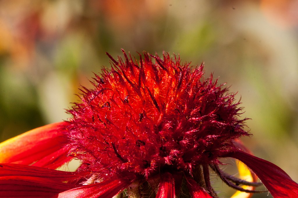 IMG_6322_c.jpg - Flower