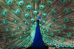 Peafowl